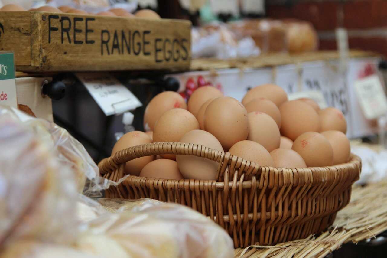 Free range eggs