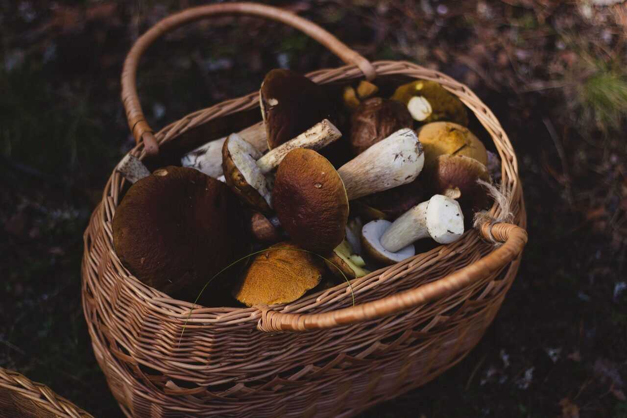 wildplukken