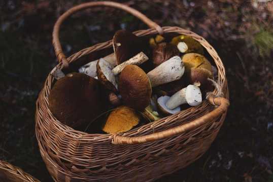 wildplukken